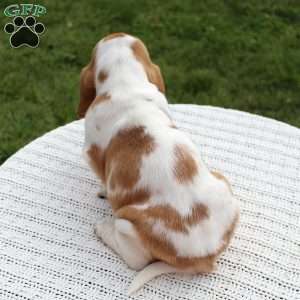 Daisy, Basset Hound Puppy